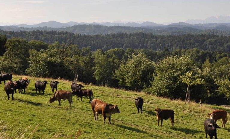 Fuster Fleischspezialitaeten Rauchspezialitaeten 768x467