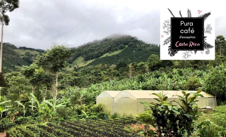 Pura Cafe 768x467