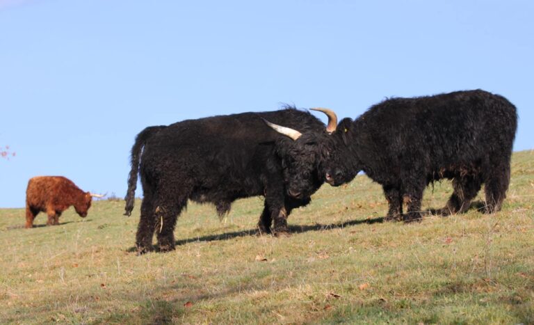 highland cattle bio hof 768x467
